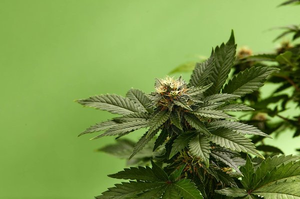 Fleurs de chanvre pas chères : qualité et livraison gratuite
